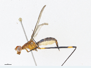  ( - CBG-A14981-A12)  @11 [ ] CreativeCommons - Attribution Share-Alike (2023) CBG Photography Group Centre for Biodiversity Genomics