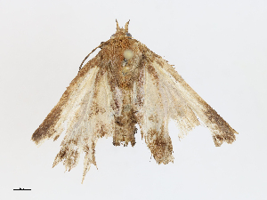  ( - CBG-A14981-B03)  @11 [ ] CreativeCommons - Attribution Share-Alike (2023) CBG Photography Group Centre for Biodiversity Genomics