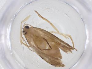  (Saphenista Malaise7771 - CBG-A16754-F08)  @11 [ ] CreativeCommons - Attribution Share - Alike (2023) Centre for Biodiversity Genomics Centre for Biodiversity Genomics