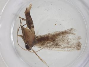  ( - CBG-A16779-A04)  @11 [ ] CreativeCommons - Attribution Share - Alike (2023) Centre for Biodiversity Genomics Centre for Biodiversity Genomics