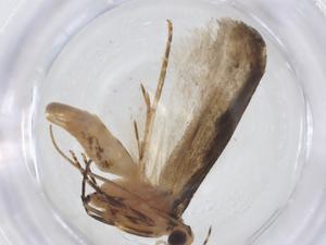  ( - CBG-A16780-E06)  @11 [ ] CreativeCommons - Attribution Share - Alike (2023) Centre for Biodiversity Genomics Centre for Biodiversity Genomics