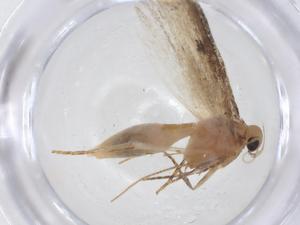  ( - CBG-A16780-E08)  @11 [ ] CreativeCommons - Attribution Share - Alike (2023) Centre for Biodiversity Genomics Centre for Biodiversity Genomics