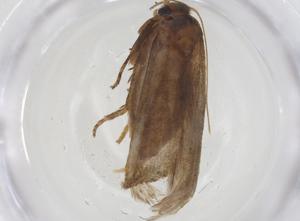  (Hypatopa malaise4916 - CBG-A16781-E06)  @11 [ ] CreativeCommons - Attribution Share - Alike (2023) Centre for Biodiversity Genomics Centre for Biodiversity Genomics