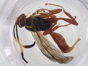  (Barichneumon Malaise9307 - CBG-A16793-B01)  @11 [ ] CreativeCommons - Attribution Share - Alike (2023) Centre for Biodiversity Genomics Centre for Biodiversity Genomics