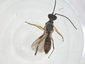  (Eubazus Malaise0008 - CBG-A16800-B09)  @11 [ ] CreativeCommons - Attribution Share - Alike (2023) Centre for Biodiversity Genomics Centre for Biodiversity Genomics