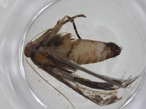  ( - CBG-A16803-E07)  @11 [ ] CreativeCommons - Attribution Share - Alike (2023) Centre for Biodiversity Genomics Centre for Biodiversity Genomics