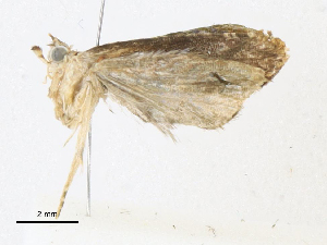  (Quebradnotia - CBG-A17543-C10)  @11 [ ] CreativeCommons - Attribution Share-Alike (2023) CBG Photography Group Centre for Biodiversity Genomics