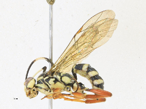  ( - CBG-A17543-G10)  @11 [ ] CreativeCommons - Attribution Share-Alike (2023) CBG Photography Group Centre for Biodiversity Genomics