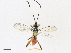  ( - CBG-A17544-D10)  @11 [ ] CreativeCommons - Attribution Share-Alike (2023) CBG Photography Group Centre for Biodiversity Genomics