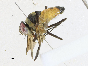  (Itaplectops Malaise 2697 - CBG-A17547-B01)  @11 [ ] CreativeCommons - Attribution Share-Alike (2023) CBG Photography Group Centre for Biodiversity Genomics