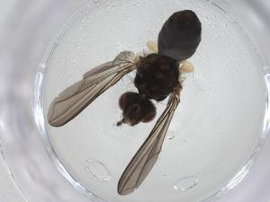  ( - CBG-A17817-D01)  @11 [ ] CreativeCommons - Attribution Share - Alike (2023) Centre for Biodiversity Genomics Centre for Biodiversity Genomics