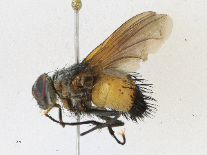  (Ptilodexia Malaise2130 - CBG-A18342-D10)  @11 [ ] CreativeCommons - Attribution Share-Alike (2023) CBG Photography Group Centre for Biodiversity Genomics