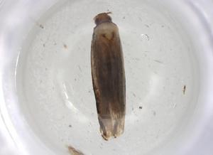  ( - CBG-A04225-A12)  @11 [ ] CreativeCommons - Attribution (2023) Centre for Biodiversity Genomics Centre for Biodiversity Genomics