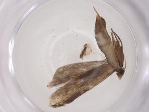  ( - CBG-A04227-A02)  @11 [ ] CreativeCommons - Attribution (2023) Centre for Biodiversity Genomics Centre for Biodiversity Genomics