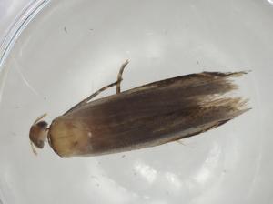  ( - CBG-A04233-H05)  @11 [ ] CreativeCommons - Attribution (2023) Centre for Biodiversity Genomics Centre for Biodiversity Genomics