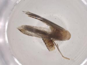  ( - CBG-A04324-B11)  @11 [ ] CreativeCommons - Attribution (2023) Centre for Biodiversity Genomics Centre for Biodiversity Genomics