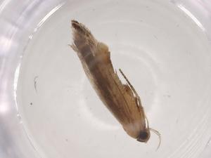  ( - CBG-A04324-B12)  @11 [ ] CreativeCommons - Attribution (2023) Centre for Biodiversity Genomics Centre for Biodiversity Genomics