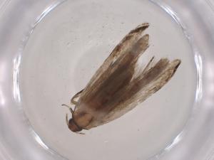  ( - CBG-A04324-C03)  @11 [ ] CreativeCommons - Attribution (2023) Centre for Biodiversity Genomics Centre for Biodiversity Genomics