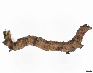  ( - CBG-A04582-H07)  @11 [ ] CreativeCommons - Attribution (2023) CBG Photography Group Centre for Biodiversity Genomics