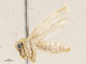  ( - CBG-A04583-G09)  @11 [ ] CreativeCommons - Attribution (2023) CBG Photography Group Centre for Biodiversity Genomics