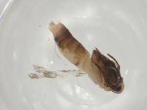  ( - CBG-A04656-H01)  @11 [ ] CreativeCommons - Attribution (2023) Centre for Biodiversity Genomics Centre for Biodiversity Genomics