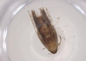  ( - CBG-A04661-C04)  @11 [ ] CreativeCommons - Attribution (2023) Centre for Biodiversity Genomics Centre for Biodiversity Genomics