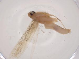  ( - CBG-A04661-C05)  @11 [ ] CreativeCommons - Attribution (2023) Centre for Biodiversity Genomics Centre for Biodiversity Genomics