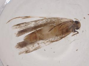  ( - CBG-A04661-C09)  @11 [ ] CreativeCommons - Attribution (2023) Centre for Biodiversity Genomics Centre for Biodiversity Genomics