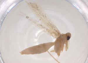  ( - CBG-A04661-C12)  @11 [ ] CreativeCommons - Attribution (2023) Centre for Biodiversity Genomics Centre for Biodiversity Genomics