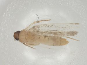  ( - CBG-A04663-B11)  @11 [ ] CreativeCommons - Attribution (2023) Centre for Biodiversity Genomics Centre for Biodiversity Genomics