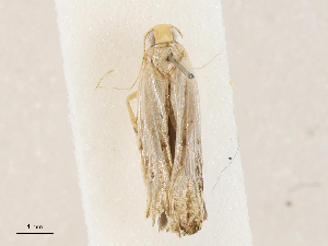  ( - CBG-A05363-E04)  @11 [ ] CreativeCommons - Attribution (2023) CBG Photography Group Centre for Biodiversity Genomics
