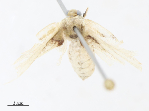  ( - CBG-A13229-A12)  @11 [ ] CreativeCommons - Attribution Share - Alike (2023) CBG Photography Group Centre for Biodiversity Genomics