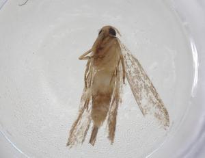  ( - CBG-A14248-E12)  @11 [ ] CreativeCommons - Attribution Share - Alike (2023) Centre for Biodiversity Genomics Centre for Biodiversity Genomics