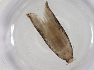  (gelMalaise01 Malaise9314 - CBG-A14250-G03)  @11 [ ] CreativeCommons - Attribution Share - Alike (2023) Centre for Biodiversity Genomics Centre for Biodiversity Genomics