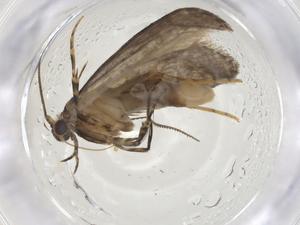  ( - CBG-A14877-B07)  @11 [ ] CreativeCommons - Attribution Share - Alike (2023) Centre for Biodiversity Genomics Centre for Biodiversity Genomics