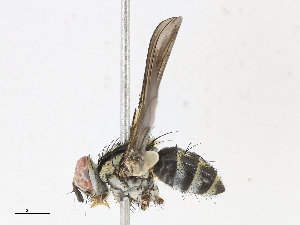  (Anisia Malaise6078 - CBG-A14973-F09)  @11 [ ] CreativeCommons - Attribution Share-Alike (2023) CBG Photography Group Centre for Biodiversity Genomics