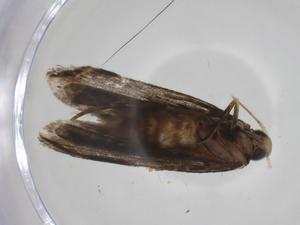  ( - CBG-A17839-F10)  @11 [ ] CreativeCommons - Attribution Share - Alike (2023) Centre for Biodiversity Genomics Centre for Biodiversity Genomics