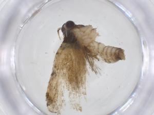  (tortMalaise38 Malaise3844 - CBG-A17847-D07)  @11 [ ] CreativeCommons - Attribution Share - Alike (2023) Centre for Biodiversity Genomics Centre for Biodiversity Genomics