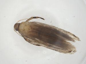  ( - CBG-A17867-A05)  @11 [ ] CreativeCommons - Attribution Share - Alike (2023) Centre for Biodiversity Genomics Centre for Biodiversity Genomics