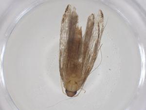  ( - CBG-A17868-B04)  @11 [ ] CreativeCommons - Attribution Share - Alike (2023) Centre for Biodiversity Genomics Centre for Biodiversity Genomics