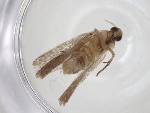  ( - CBG-A17870-H08)  @11 [ ] CreativeCommons - Attribution Share - Alike (2023) Centre for Biodiversity Genomics Centre for Biodiversity Genomics