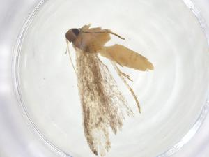  ( - CBG-A17876-H10)  @11 [ ] CreativeCommons - Attribution Share - Alike (2023) Centre for Biodiversity Genomics Centre for Biodiversity Genomics