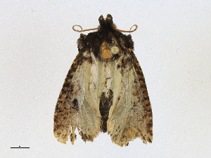  ( - CBG-A18345-D05)  @11 [ ] CreativeCommons - Attribution Share-Alike (2023) CBG Photography Group Centre for Biodiversity Genomics