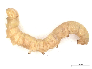  (depMalaise01 Malaise6566 - CBG-A18348-H05)  @11 [ ] CreativeCommons - Attribution (2023) CBG Photography Group Centre for Biodiversity Genomics