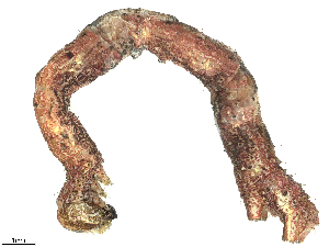  ( - CBG-A05431-H03)  @11 [ ] CreativeCommons - Attribution (2023) CBG Photography Group Centre for Biodiversity Genomics