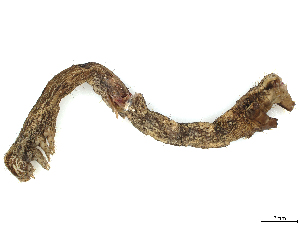  ( - CBG-A05431-H04)  @11 [ ] CreativeCommons - Attribution (2023) CBG Photography Group Centre for Biodiversity Genomics