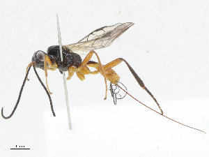  ( - CBG-A05432-F01)  @11 [ ] CreativeCommons - Attribution (2023) CBG Photography Group Centre for Biodiversity Genomics