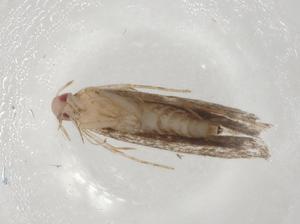  (geleBioLep01 BioLep8389 - CBG-A06150-G03)  @11 [ ] CreativeCommons - Attribution (2023) Centre for Biodiversity Genomics Centre for Biodiversity Genomics