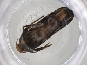  ( - CBG-A06150-H06)  @11 [ ] CreativeCommons - Attribution (2023) Centre for Biodiversity Genomics Centre for Biodiversity Genomics