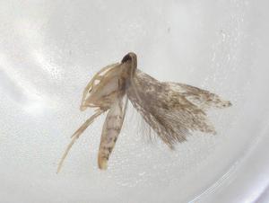  ( - CBG-A06153-D12)  @11 [ ] CreativeCommons - Attribution (2023) Centre for Biodiversity Genomics Centre for Biodiversity Genomics